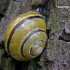 Rudalūpė dryžė - Cepaea nemoralis | Fotografijos autorius : Darius Baužys | © Macrogamta.lt | Šis tinklapis priklauso bendruomenei kuri domisi makro fotografija ir fotografuoja gyvąjį makro pasaulį.