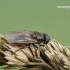 Cheilosia flavipes - Žalutė | Fotografijos autorius : Darius Baužys | © Macrogamta.lt | Šis tinklapis priklauso bendruomenei kuri domisi makro fotografija ir fotografuoja gyvąjį makro pasaulį.