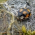 Adalia decempunctata - Dešimttaškė adalija | Fotografijos autorius : Darius Baužys | © Macrogamta.lt | Šis tinklapis priklauso bendruomenei kuri domisi makro fotografija ir fotografuoja gyvąjį makro pasaulį.