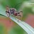 Rhynocoris annulatus - Žieduotoji plėšriablakė | Fotografijos autorius : Darius Baužys | © Macrogamta.lt | Šis tinklapis priklauso bendruomenei kuri domisi makro fotografija ir fotografuoja gyvąjį makro pasaulį.