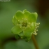 Muskusinis ūksminas - Adoxa moschatellina | Fotografijos autorius : Romas Ferenca | © Macrogamta.lt | Šis tinklapis priklauso bendruomenei kuri domisi makro fotografija ir fotografuoja gyvąjį makro pasaulį.