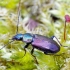 Palinis žvitražygis - Agonum muelleri | Fotografijos autorius : Romas Ferenca | © Macrogamta.lt | Šis tinklapis priklauso bendruomenei kuri domisi makro fotografija ir fotografuoja gyvąjį makro pasaulį.