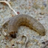 Pajūrinis dirvinukas - Agrotis ripae, vikšras | Fotografijos autorius : Romas Ferenca | © Macrogamta.lt | Šis tinklapis priklauso bendruomenei kuri domisi makro fotografija ir fotografuoja gyvąjį makro pasaulį.