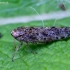 Cikadėlė - Allygidius atomarius | Fotografijos autorius : Romas Ferenca | © Macrogamta.lt | Šis tinklapis priklauso bendruomenei kuri domisi makro fotografija ir fotografuoja gyvąjį makro pasaulį.
