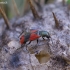 Raštuotasis pūsliavabalis - Anthocomus equestris | Fotografijos autorius : Romas Ferenca | © Macrogamta.lt | Šis tinklapis priklauso bendruomenei kuri domisi makro fotografija ir fotografuoja gyvąjį makro pasaulį.