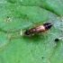 Trumpasparnis - Anthophagus angusticollis | Fotografijos autorius : Romas Ferenca | © Macrogamta.lt | Šis tinklapis priklauso bendruomenei kuri domisi makro fotografija ir fotografuoja gyvąjį makro pasaulį.