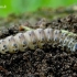 Apamea monoglypha - Javinis pašakninis pelėdgalvis | Fotografijos autorius : Romas Ferenca | © Macrogamta.lt | Šis tinklapis priklauso bendruomenei kuri domisi makro fotografija ir fotografuoja gyvąjį makro pasaulį.