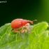 Rūgštyninis apionas - Apion frumentarium (miniatum) | Fotografijos autorius : Romas Ferenca | © Macrogamta.lt | Šis tinklapis priklauso bendruomenei kuri domisi makro fotografija ir fotografuoja gyvąjį makro pasaulį.