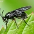 Avietinis pjūklelis - Arge gracilicornis | Fotografijos autorius : Romas Ferenca | © Macrogamta.lt | Šis tinklapis priklauso bendruomenei kuri domisi makro fotografija ir fotografuoja gyvąjį makro pasaulį.