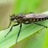 Plėšriamusė - Lasiopogon cinctus | Fotografijos autorius : Romas Ferenca | © Macrogamta.lt | Šis tinklapis priklauso bendruomenei kuri domisi makro fotografija ir fotografuoja gyvąjį makro pasaulį.