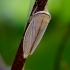 Cikadėlė - Athysanus argentarius | Fotografijos autorius : Romas Ferenca | © Macrogamta.lt | Šis tinklapis priklauso bendruomenei kuri domisi makro fotografija ir fotografuoja gyvąjį makro pasaulį.
