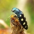 Buprestis octoguttata - Aštuoniataškis blizgiavabalis | Fotografijos autorius : Romas Ferenca | © Macrogamta.lt | Šis tinklapis priklauso bendruomenei kuri domisi makro fotografija ir fotografuoja gyvąjį makro pasaulį.