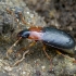 Raudonkrūtinis šukažygis - Calathus melanocephalus | Fotografijos autorius : Romas Ferenca | © Macrogamta.lt | Šis tinklapis priklauso bendruomenei kuri domisi makro fotografija ir fotografuoja gyvąjį makro pasaulį.