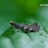 Callisto denticulella - Obelinė kišendarė keršakandė | Fotografijos autorius : Romas Ferenca | © Macrogamta.lt | Šis tinklapis priklauso bendruomenei kuri domisi makro fotografija ir fotografuoja gyvąjį makro pasaulį.