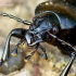 Carabus coriaceus - Didysis puošniažygis | Fotografijos autorius : Romas Ferenca | © Macrogamta.lt | Šis tinklapis priklauso bendruomenei kuri domisi makro fotografija ir fotografuoja gyvąjį makro pasaulį.