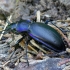 Violetinis puošniažygis - Carabus violaceus | Fotografijos autorius : Romas Ferenca | © Macrogamta.lt | Šis tinklapis priklauso bendruomenei kuri domisi makro fotografija ir fotografuoja gyvąjį makro pasaulį.