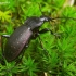 Sodinis puošniažygis - Carabus hortensis | Fotografijos autorius : Romas Ferenca | © Macrogamta.lt | Šis tinklapis priklauso bendruomenei kuri domisi makro fotografija ir fotografuoja gyvąjį makro pasaulį.