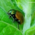 Chrysolina polita - Mėtinis puošnys | Fotografijos autorius : Romas Ferenca | © Macrogamta.lt | Šis tinklapis priklauso bendruomenei kuri domisi makro fotografija ir fotografuoja gyvąjį makro pasaulį.