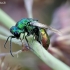 Auksavapsvė - Chrysis sp. | Fotografijos autorius : Romas Ferenca | © Macrogamta.lt | Šis tinklapis priklauso bendruomenei kuri domisi makro fotografija ir fotografuoja gyvąjį makro pasaulį.