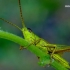 Chrysochraon dispar - Neporinis skėriukas | Fotografijos autorius : Romas Ferenca | © Macrogamta.lt | Šis tinklapis priklauso bendruomenei kuri domisi makro fotografija ir fotografuoja gyvąjį makro pasaulį.