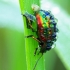 Chrysolina fastuosa - Notrelinis  | Fotografijos autorius : Romas Ferenca | © Macrogamta.lt | Šis tinklapis priklauso bendruomenei kuri domisi makro fotografija ir fotografuoja gyvąjį makro pasaulį.