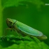Žalioji cikadelė - Cicadella viridis | Fotografijos autorius : Romas Ferenca | © Macrogamta.lt | Šis tinklapis priklauso bendruomenei kuri domisi makro fotografija ir fotografuoja gyvąjį makro pasaulį.