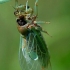 Cicadetta montana - Kalninė cikada | Fotografijos autorius : Romas Ferenca | © Macrogamta.lt | Šis tinklapis priklauso bendruomenei kuri domisi makro fotografija ir fotografuoja gyvąjį makro pasaulį.