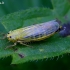 Cikadėlė - Cicadula sp. | Fotografijos autorius : Romas Ferenca | © Macrogamta.lt | Šis tinklapis priklauso bendruomenei kuri domisi makro fotografija ir fotografuoja gyvąjį makro pasaulį.