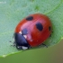 Penkiataškė boružė - Coccinella quinquepunctata | Fotografijos autorius : Romas Ferenca | © Macrogamta.lt | Šis tinklapis priklauso bendruomenei kuri domisi makro fotografija ir fotografuoja gyvąjį makro pasaulį.