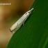 Crambus lathoniellus - Pievinis žolinukas | Fotografijos autorius : Romas Ferenca | © Macrogamta.lt | Šis tinklapis priklauso bendruomenei kuri domisi makro fotografija ir fotografuoja gyvąjį makro pasaulį.