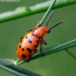 Dvylikadėmis smidrinukas - Crioceris duodecimpunctata | Fotografijos autorius : Romas Ferenca | © Macrogamta.lt | Šis tinklapis priklauso bendruomenei kuri domisi makro fotografija ir fotografuoja gyvąjį makro pasaulį.