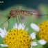 Tikrasis uodas - Culex sp. | Fotografijos autorius : Romas Ferenca | © Macrogamta.lt | Šis tinklapis priklauso bendruomenei kuri domisi makro fotografija ir fotografuoja gyvąjį makro pasaulį.