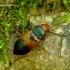 Diachromus germanus - Vokiškasis žygis | Fotografijos autorius : Romas Ferenca | © Macrogamta.lt | Šis tinklapis priklauso bendruomenei kuri domisi makro fotografija ir fotografuoja gyvąjį makro pasaulį.