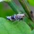 Cikada - Dicranotropis hamata | Fotografijos autorius : Romas Ferenca | © Macrogamta.lt | Šis tinklapis priklauso bendruomenei kuri domisi makro fotografija ir fotografuoja gyvąjį makro pasaulį.