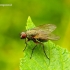 Helina impuncta - Tikramusė | Fotografijos autorius : Romas Ferenca | © Macrogamta.lt | Šis tinklapis priklauso bendruomenei kuri domisi makro fotografija ir fotografuoja gyvąjį makro pasaulį.