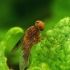 Chrysopilus luteolus - Slankmusė | Fotografijos autorius : Romas Ferenca | © Macrogamta.lt | Šis tinklapis priklauso bendruomenei kuri domisi makro fotografija ir fotografuoja gyvąjį makro pasaulį.