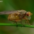 Mėšlamusė - Scathophaga sp. | Fotografijos autorius : Romas Ferenca | © Macrogamta.lt | Šis tinklapis priklauso bendruomenei kuri domisi makro fotografija ir fotografuoja gyvąjį makro pasaulį.