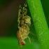 Girinukė - Eusapromyza multipunctata | Fotografijos autorius : Romas Ferenca | © Macrogamta.lt | Šis tinklapis priklauso bendruomenei kuri domisi makro fotografija ir fotografuoja gyvąjį makro pasaulį.