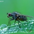 Hylemya nigrimana - Žiedenė | Fotografijos autorius : Romas Ferenca | © Macrogamta.lt | Šis tinklapis priklauso bendruomenei kuri domisi makro fotografija ir fotografuoja gyvąjį makro pasaulį.