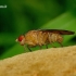 Suillia flava - Musė | Fotografijos autorius : Romas Ferenca | © Macrogamta.lt | Šis tinklapis priklauso bendruomenei kuri domisi makro fotografija ir fotografuoja gyvąjį makro pasaulį.