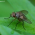 Dygliamusė - Siphona sp. | Fotografijos autorius : Romas Ferenca | © Macrogamta.lt | Šis tinklapis priklauso bendruomenei kuri domisi makro fotografija ir fotografuoja gyvąjį makro pasaulį.