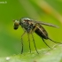 Ilgakojė muselė - Dolichopus sp. | Fotografijos autorius : Romas Ferenca | © Macrogamta.lt | Šis tinklapis priklauso bendruomenei kuri domisi makro fotografija ir fotografuoja gyvąjį makro pasaulį.