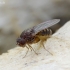 Vaisinė muselė - Drosophila hydei | Fotografijos autorius : Romas Ferenca | © Macrogamta.lt | Šis tinklapis priklauso bendruomenei kuri domisi makro fotografija ir fotografuoja gyvąjį makro pasaulį.