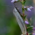 Geltonoji kerpytė - Eilema lutarella | Fotografijos autorius : Romas Ferenca | © Macrogamta.lt | Šis tinklapis priklauso bendruomenei kuri domisi makro fotografija ir fotografuoja gyvąjį makro pasaulį.