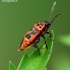 Eurydema ventralis - Kopūstinė skydblakė | Fotografijos autorius : Romas Ferenca | © Macrogamta.lt | Šis tinklapis priklauso bendruomenei kuri domisi makro fotografija ir fotografuoja gyvąjį makro pasaulį.