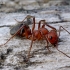 Raudongalvė skruzdėlė - Formica truncorum | Fotografijos autorius : Romas Ferenca | © Macrogamta.lt | Šis tinklapis priklauso bendruomenei kuri domisi makro fotografija ir fotografuoja gyvąjį makro pasaulį.