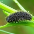 Galeruca tanaceti - Kraujažolinis grublys | Fotografijos autorius : Romas Ferenca | © Macrogamta.lt | Šis tinklapis priklauso bendruomenei kuri domisi makro fotografija ir fotografuoja gyvąjį makro pasaulį.