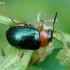 Tikrasis rūgtinukas - Gastrophysa polygoni | Fotografijos autorius : Romas Ferenca | © Macrogamta.lt | Šis tinklapis priklauso bendruomenei kuri domisi makro fotografija ir fotografuoja gyvąjį makro pasaulį.