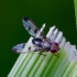 Musė - Geomyza tripunctata | Fotografijos autorius : Romas Ferenca | © Macrogamta.lt | Šis tinklapis priklauso bendruomenei kuri domisi makro fotografija ir fotografuoja gyvąjį makro pasaulį.