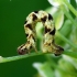 ??? | Fotografijos autorius : Romas Ferenca | © Macrogamta.lt | Šis tinklapis priklauso bendruomenei kuri domisi makro fotografija ir fotografuoja gyvąjį makro pasaulį.